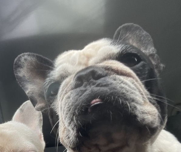 Medium Photo #1 French Bulldog Puppy For Sale in ARLETA, CA, USA