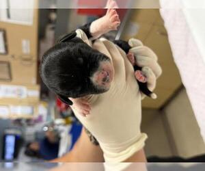 Mutt Dogs for adoption in Riverside, CA, USA