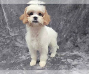 Cavapoo Dogs for adoption in Lincolnwood, IL, USA