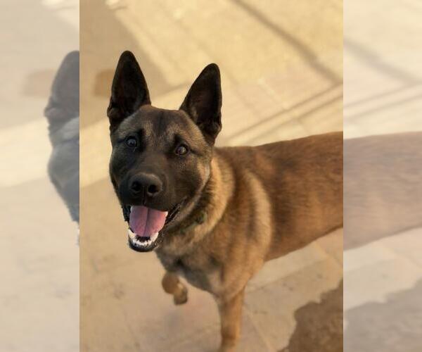 Medium Photo #1 Mutt Puppy For Sale in Santa Maria, CA, USA