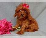 Small Photo #6 Cavapoo Puppy For Sale in MILLERSBURG, OH, USA