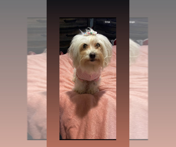 Medium Photo #1 Maltese Puppy For Sale in AUGUSTA, GA, USA