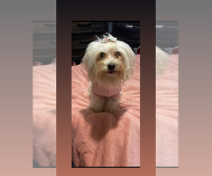 Maltese Puppy for sale in AUGUSTA, GA, USA