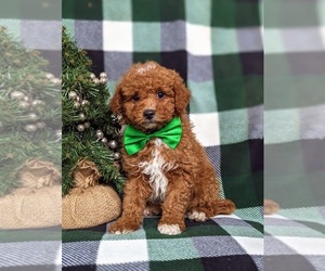 Poodle (Miniature) Puppy for sale in KIRKWOOD, PA, USA