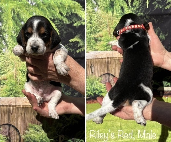 Medium Photo #2 Beagle Puppy For Sale in BROWNSVILLE, OR, USA
