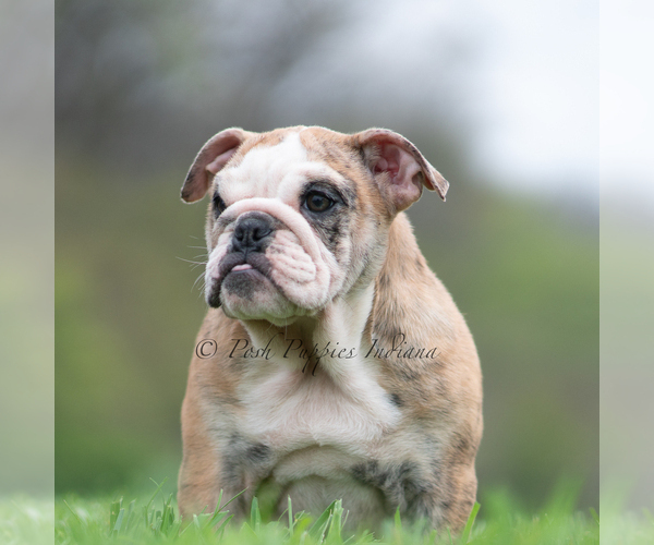 Medium Photo #19 English Bulldog Puppy For Sale in WARSAW, IN, USA