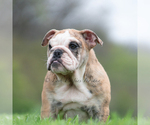 Small #1 English Bulldog
