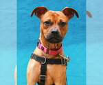 Small #4 Boxer Mix