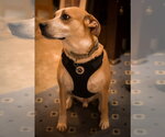 Small Photo #4 Beagle-Unknown Mix Puppy For Sale in Blairsville, GA, USA