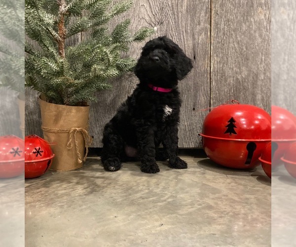 Medium Photo #2 Goldendoodle-Poodle (Standard) Mix Puppy For Sale in SURGOINSVILLE, TN, USA