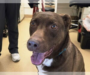 Labrador Retriever-Unknown Mix Dogs for adoption in San Clemente, CA, USA