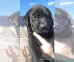 Small #1 Labrador Retriever