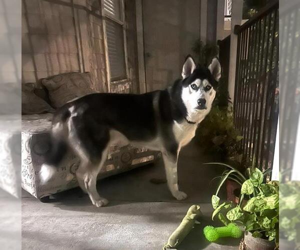 Medium Photo #1 Siberian Husky Puppy For Sale in San Antonio, TX, USA