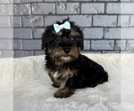 Small #3 Yorkshire Terrier