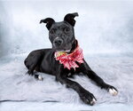 Small #6 Labrador Retriever Mix