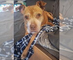 Small #1 American Pit Bull Terrier-American Staffordshire Terrier Mix