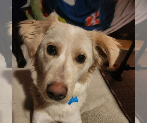 Medium Photo #1 Border Collie-Unknown Mix Puppy For Sale in Fargo, ND, USA