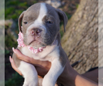 Small #4 American Bully
