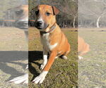 Small #2 Mutt