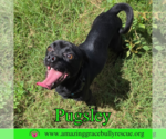Small #8 Pug