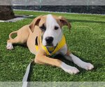 Small Photo #3 Bulldog-Labrador Retriever Mix Puppy For Sale in Royal Palm Beach, FL, USA