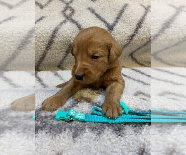 Medium Photo #4 Labradoodle Puppy For Sale in LEWISTON, UT, USA