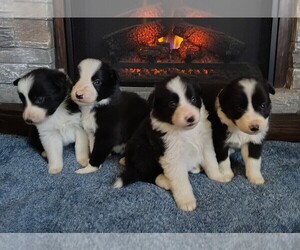 Border Collie Litter for sale in NORBORNE, MO, USA