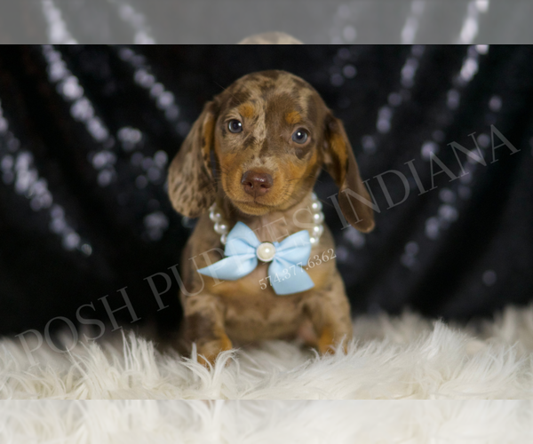 Medium Photo #2 Dachshund Puppy For Sale in WARSAW, IN, USA