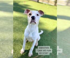 Mutt Dogs for adoption in Supply, NC, USA