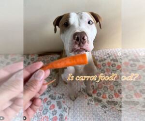 American Pit Bull Terrier-Unknown Mix Dogs for adoption in Binghamton, NY, USA