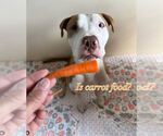 Small American Pit Bull Terrier Mix