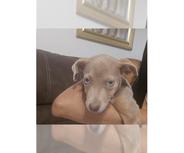 Medium Photo #11 Unknown-Weimaraner Mix Puppy For Sale in New York, NY, USA
