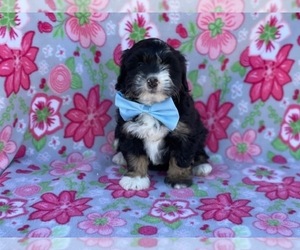 Bernedoodle (Miniature) Puppy for sale in LANCASTER, PA, USA