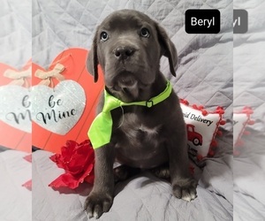 Cane Corso Puppy for sale in POMEROY, OH, USA