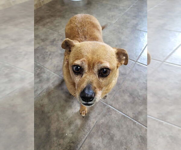 Medium Photo #1 Chihuahua-Unknown Mix Puppy For Sale in Salt Lake City, UT, USA