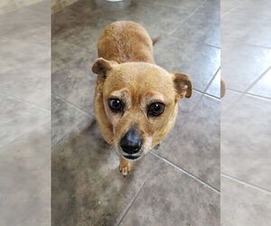 Chihuahua-Unknown Mix Dogs for adoption in Salt Lake City, UT, USA