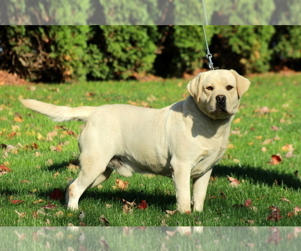 Medium Photo #1 Labrador Retriever Puppy For Sale in GAP, PA, USA