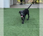 Small #2 Labrador Retriever Mix