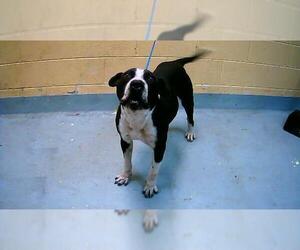 Mutt Dogs for adoption in Tulsa, OK, USA