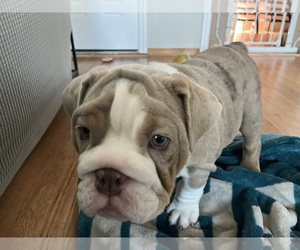 English Bulldog Puppy for sale in LARGO, FL, USA