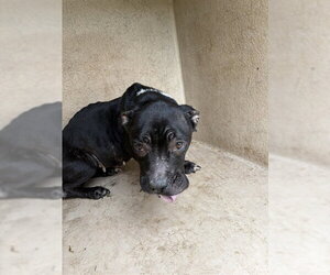 Dachshund-Unknown Mix Dogs for adoption in Oklahoma City, OK, USA