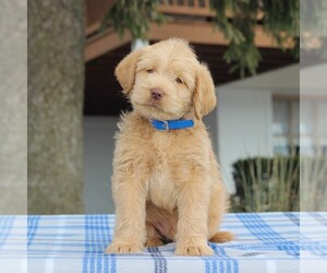 Labradoodle-Poodle (Miniature) Mix Puppy for sale in BIRD IN HAND, PA, USA