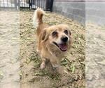Small #1 Cocker Spaniel Mix