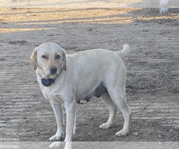 Medium Photo #1 Labrador Retriever Puppy For Sale in MAYSVILLE, KY, USA