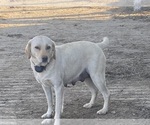 Small Photo #1 Labrador Retriever Puppy For Sale in MAYSVILLE, KY, USA