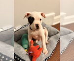 Small #2 Staffordshire Bull Terrier Mix