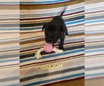 Small #13 Mutt