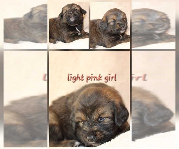 Medium Photo #10 Tibetan Mastiff Puppy For Sale in MONUMENT, CO, USA