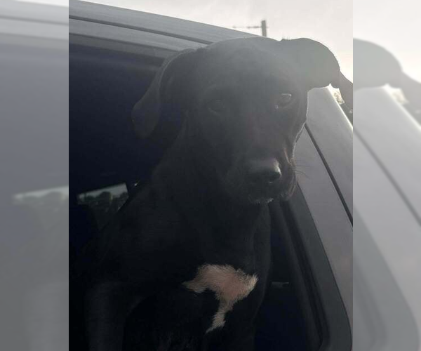 Medium Photo #2 Labrador Retriever-Unknown Mix Puppy For Sale in Bolivar, MO, USA