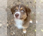 Small Photo #7 Australian Shepherd Puppy For Sale in DOVER, FL, USA